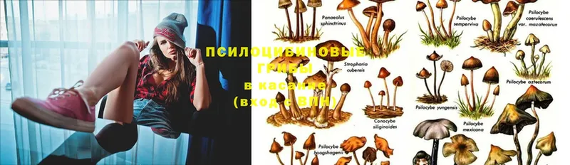 Псилоцибиновые грибы Psilocybe  OMG   Видное 